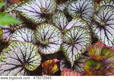 Close Up Of Beautiful Spiral Begonia Rex Leaves Are Blooming In Botanical Garden, Selective Focus