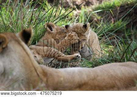 Cute Lion Cub Agrresively Attacks And Bites His Two Siblings