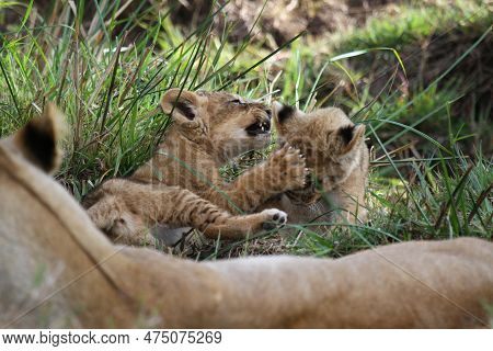 Cute Lion Cub Agrresively Attacks And Bites His Two Siblings