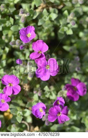 Aubrietia Audry Red Flowers In The Spring