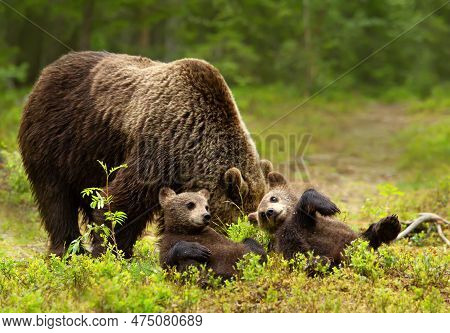 Close Up Of Female Eurasian Brown Bear (ursos Arctos) And Her Playful Cubs In Boreal Forest, Finland