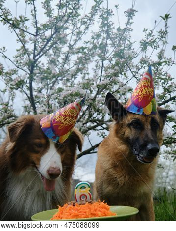 Festive Portrait Of Two Dogs Outside Near Blooming Apple Tree. German And Australian Shepherds Wear