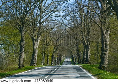 Avenue Country Road With A Line Of Old Trees Running Along Each Side With First Green Leaves In Spri