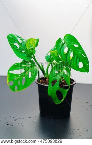 The Sprout Of Monstera Munky In A Pot On A Black Table.