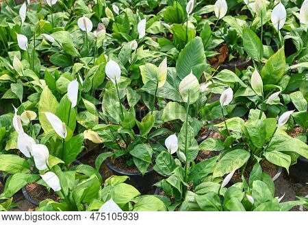 Peace Lily Seedling Bag In The Garden For Planting For Decorative Houseplant Spathiphyllum Wallisii 