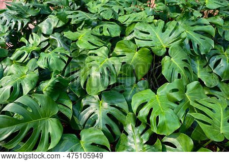 Monstera Delicosa Leaves Textured Background , Leaves Of Leaves Of Monstera Abstract Green Texture, 