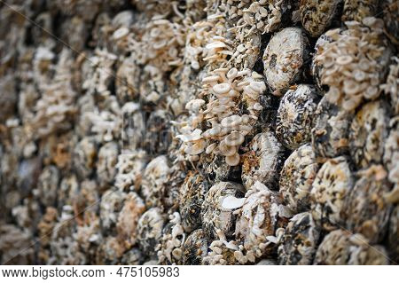 Mushroom Farm With Fresh Mushroom Growing On Mushroom Spawn - Lentinus Squarrosulus