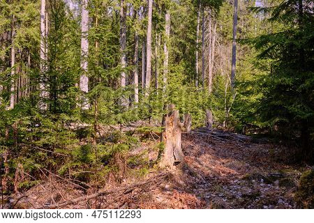 Young Norwegian Spruces Illuminated By Spring Midday Sun In Coniferous Forest, Bialowieza Forest, Po