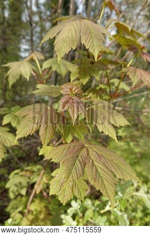 Natural Vertical Closeup On The Emerging Red Leaves The Sycamore Maple, Acer Pseudoplatanus