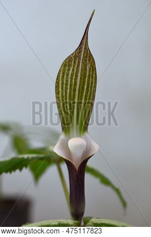 Cobra Lily Urashima ( Arisaema Urashima ) A Spathe And Spadix. Araceae Perennial Bulbous Plant Nativ