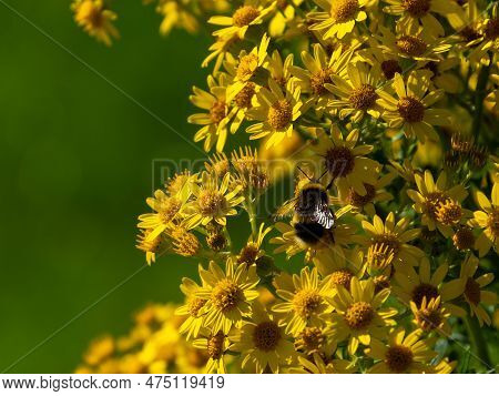 One Fluffy Bumblebee Collects Pollen On Inflorescences Of Small Yellow Flowers. Pollination Of Plant