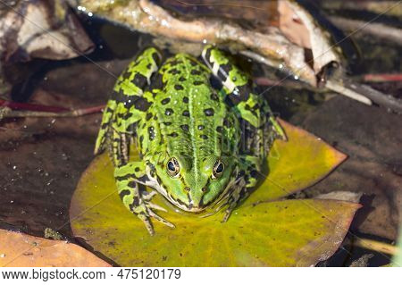 Green Water Frog Sitting On A Lily Pad.
Closeup Of A Green Frog In The Water.
Animal Species With A 