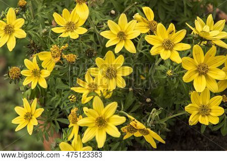Yellow Bidens Flowers Closeup As Floral Background