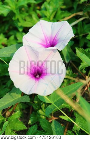 Closeup Of A Pair Of Pure White With Purple And Pink Morning Glory Flowers In The Sunshine Field