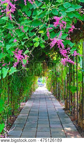 Blossoming Coral Vine Or Mexican Creeper Flowers Climbing Around The Arch Of A Garden Path