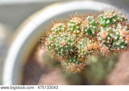 Cactus , Eriocereus Harrisia Jusbertii Or Cactus Or Fairytale Castle Or Cereus Peruvianus Or Succule