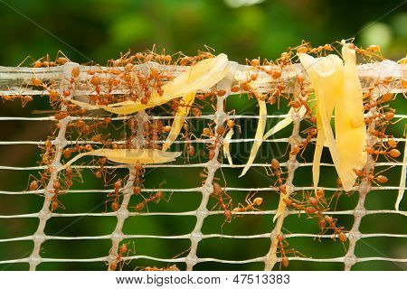 ants power