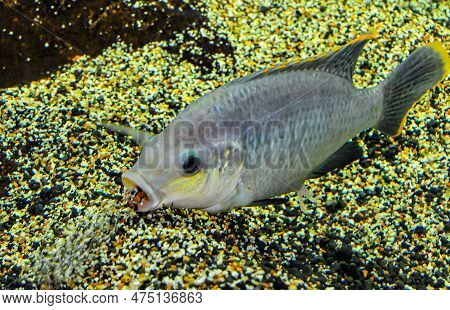 Large Freshwater Fish Tilapia In The Aquarium Picks Up Sand With His Mouth