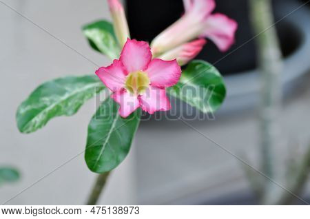 Pink Bignonia Or Desert Rose, Apocyaceae Or Adenium Obesum Or  Mock Azalea Or Pinkbignonia Or Impala