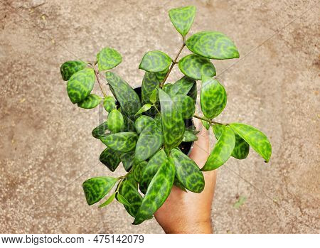 Beautiful Leaves Of Black Pagoda Lipstick Plant, Also Known With Scientific Name Aeschynanthus Longi