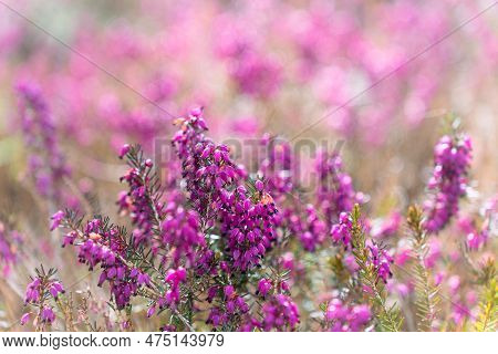 Calluna Vulgaris, Common Heather, Ling, Or Simply Heather During Blooming, Selective Focus.