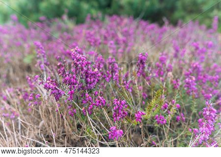 Purple Flowers Og Calluna Vulgaris, Common Heather, Ling, Or Simply Heather In Spring.