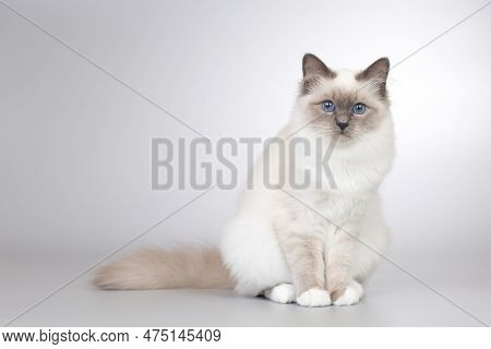 Four Months Old Kitten Female Of Birma Cat Portrait