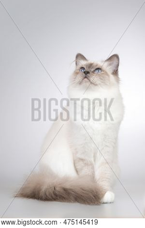 Four Months Old Kitten Female Of Birma Cat Portrait