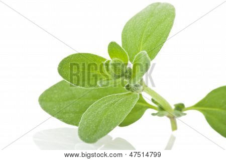 Merian