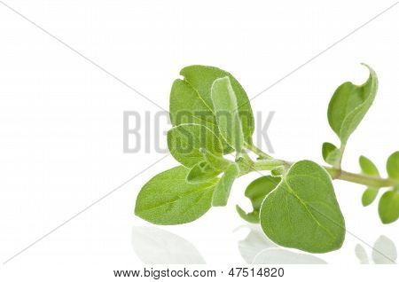 Merian