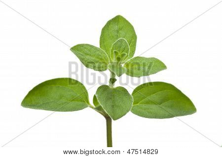 Merian