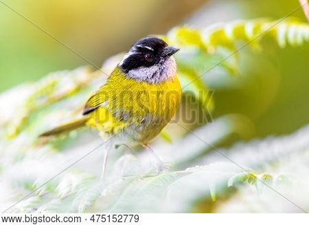 A Sooty Capped Bush Tanager Perched On Some Bushes