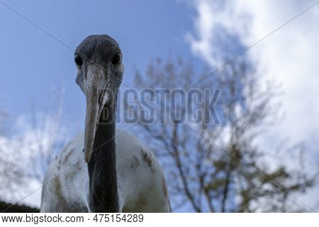 Red-crowned Crane Closeup Portrait. High Quality Photo