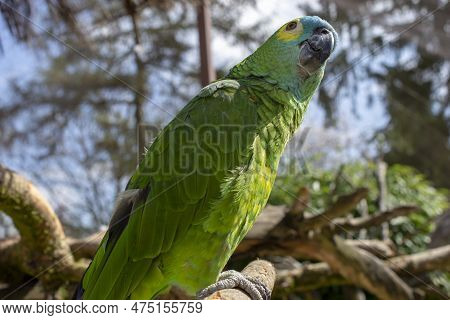 Blue-fronted Parrot, Amazona Aestiva, Isolated On White. High Quality Photo