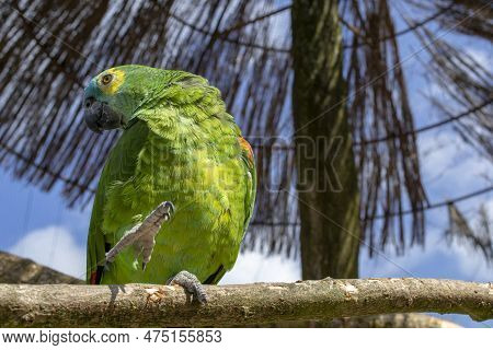 Blue-fronted Parrot, Amazona Aestiva, Isolated On White. High Quality Photo