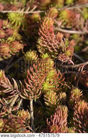 Rock Stonecrop Angelina Leaves In The Garden