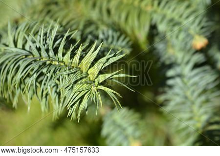 Taiwan Coffin Fir Branch In The Spring