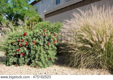 Little John Dwarf Bottlebrush Shrub With Bright Red Flowers And Clump Of Fountain Grass Complementin