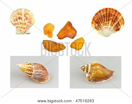 Conchas, caracóis e âmbar