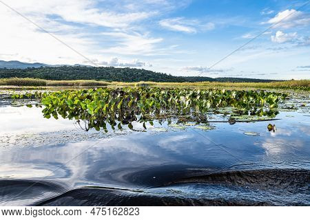 Canoe Tour On The Pantanal Marimbus, Waters Of Many Rivers And Abundant Vegetation, In Andarai, Bahi