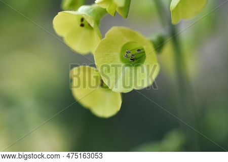 Langsdorff's Tobacco ( Nicotiana Langsdorffii ) Flowers.langsdorff's Tobacco Has Nodding, Bell-shape