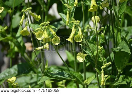 Langsdorff's Tobacco ( Nicotiana Langsdorffii ) Flowers.langsdorff's Tobacco Has Nodding, Bell-shape