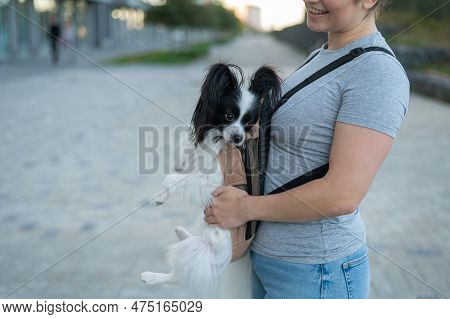 A Woman Walks With A Dog In A Backpack. A Close-up Portrait Of A Continental Pappilion Spaniel In A 