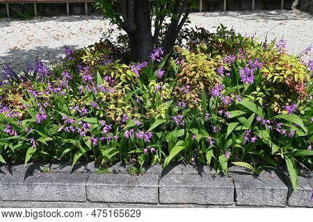 Hyacinth Orchid (bletilla Striata) Flowers. Orchidaceae Perennial Plant. Flowering Season Is From Ap