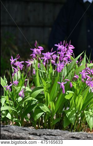Hyacinth Orchid (bletilla Striata) Flowers. Orchidaceae Perennial Plant. Flowering Season Is From Ap