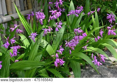 Hyacinth Orchid (bletilla Striata) Flowers. Orchidaceae Perennial Plant. Flowering Season Is From Ap