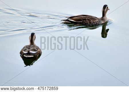 two duck are swimming on the lake.Gwanggyo lake park suwon Korea