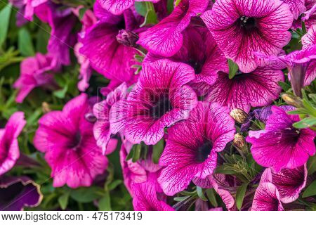 Beautiful Petunia Surfinia Pink Vein, Purple And Violet Surfinia Flowers Or Petunia In The Garden.