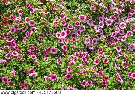 Beautiful Petunia Surfinia Pink Vein, Purple And Violet Surfinia Flowers Or Petunia In The Garden.