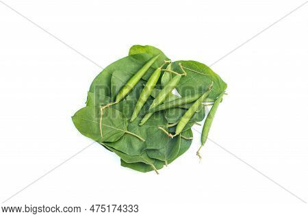 Gymnema Sylvestre Or Gurmar Leaves And Fruits Isolated On White Background With Copy Space, Ayurvedi